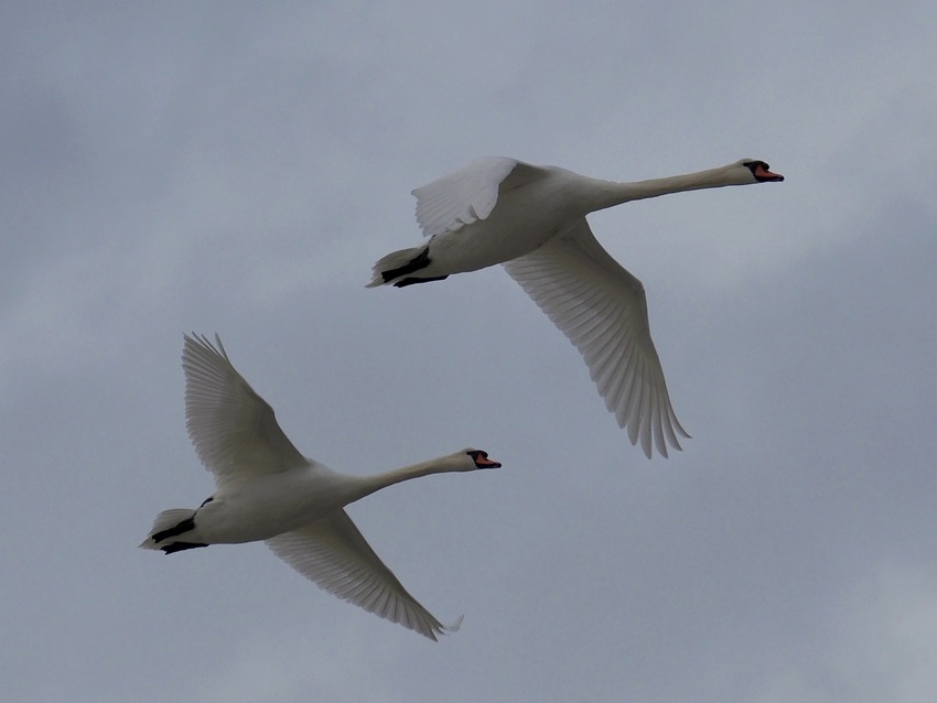 Cigno reale (Cygnus  olor)